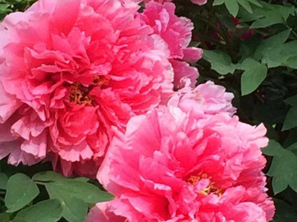 中集凌宇真誠(chéng)邀約各界朋友來(lái)洛陽(yáng)指導(dǎo)參觀